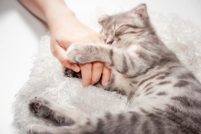 愛猫が大好きな人にだけみせる行動4選, 1. 特定の人にだけ甘え声を使い分ける, 2.全体重をかけて体を預ける, 3.お気に入りのおもちゃを持ってくる, 4.飽きるまでペロペロ舐める, 猫の愛情サインへの応え方