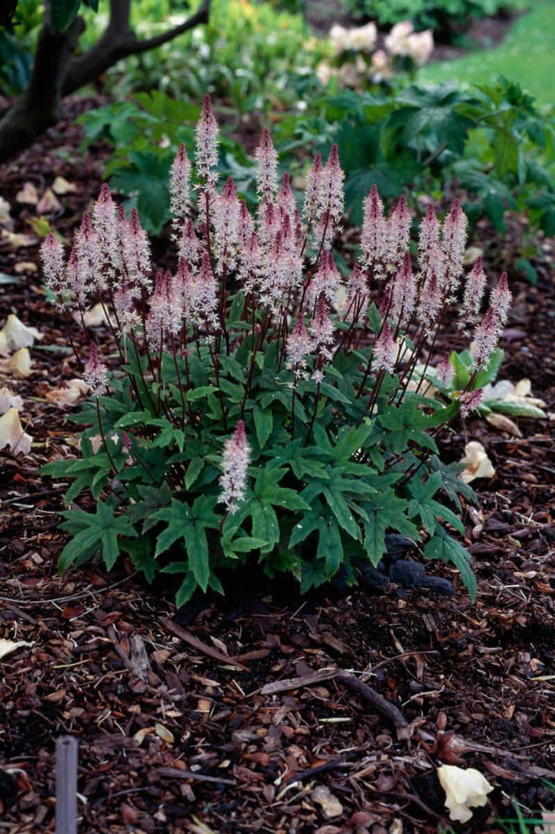 Spiderwort, Ligularia, Heuchera, Hellebore, Foamflower, Siberian Bugloss, Lungwart, Foxglove, Trillium, Caladium, Solomon’s Seal