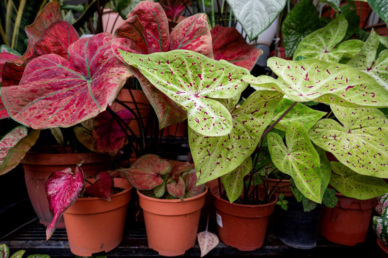 Spiderwort, Ligularia, Heuchera, Hellebore, Foamflower, Siberian Bugloss, Lungwart, Foxglove, Trillium, Caladium, Solomon’s Seal
