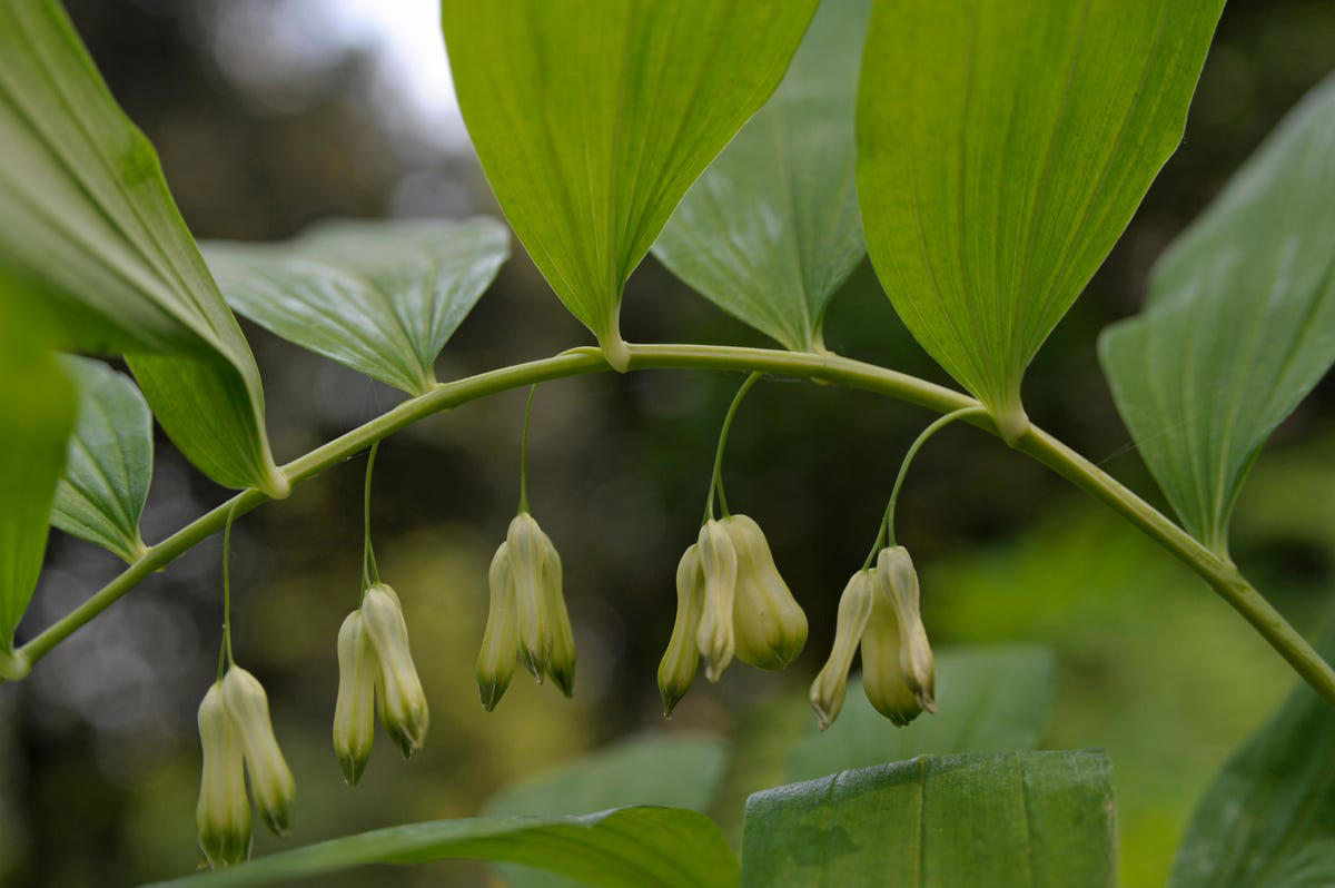 Spiderwort, Ligularia, Heuchera, Hellebore, Foamflower, Siberian Bugloss, Lungwart, Foxglove, Trillium, Caladium, Solomon’s Seal