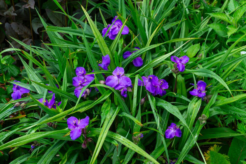 Spiderwort, Ligularia, Heuchera, Hellebore, Foamflower, Siberian Bugloss, Lungwart, Foxglove, Trillium, Caladium, Solomon’s Seal