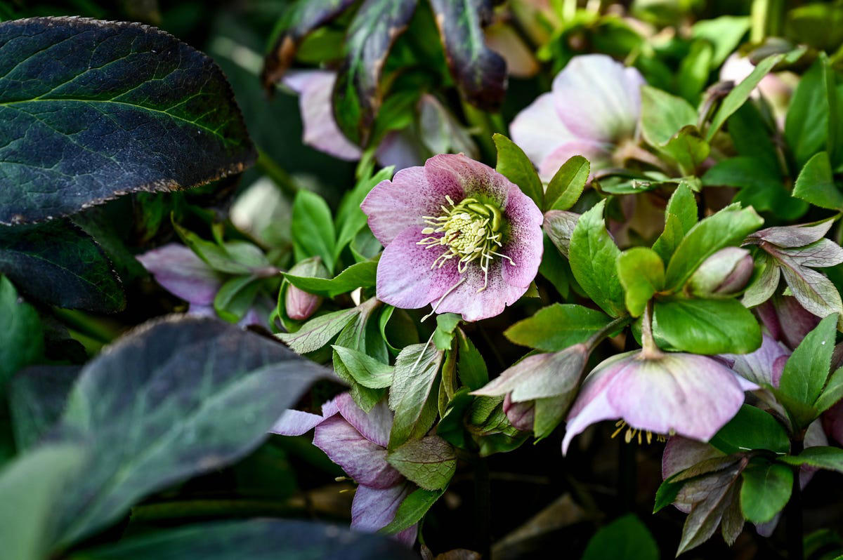 Spiderwort, Ligularia, Heuchera, Hellebore, Foamflower, Siberian Bugloss, Lungwart, Foxglove, Trillium, Caladium, Solomon’s Seal