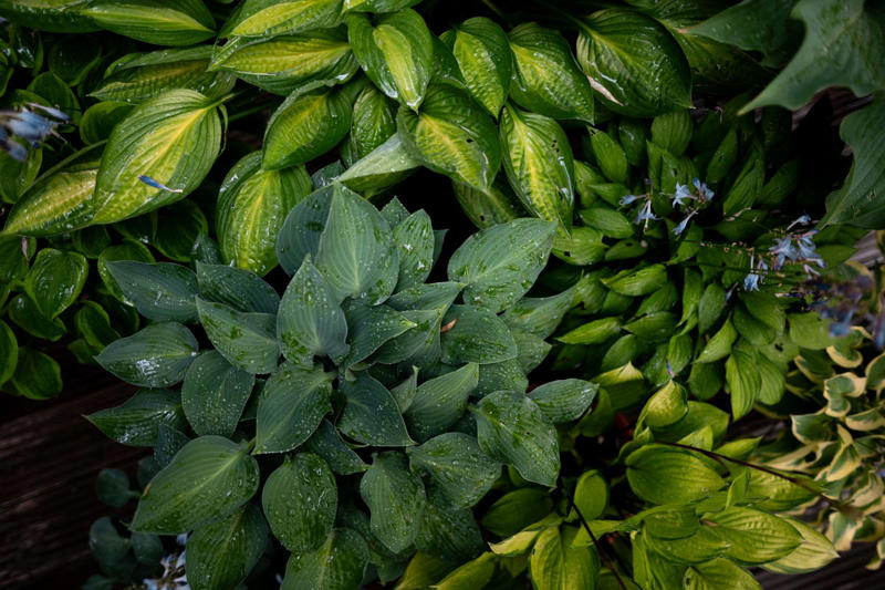 Spiderwort, Ligularia, Heuchera, Hellebore, Foamflower, Siberian Bugloss, Lungwart, Foxglove, Trillium, Caladium, Solomon’s Seal