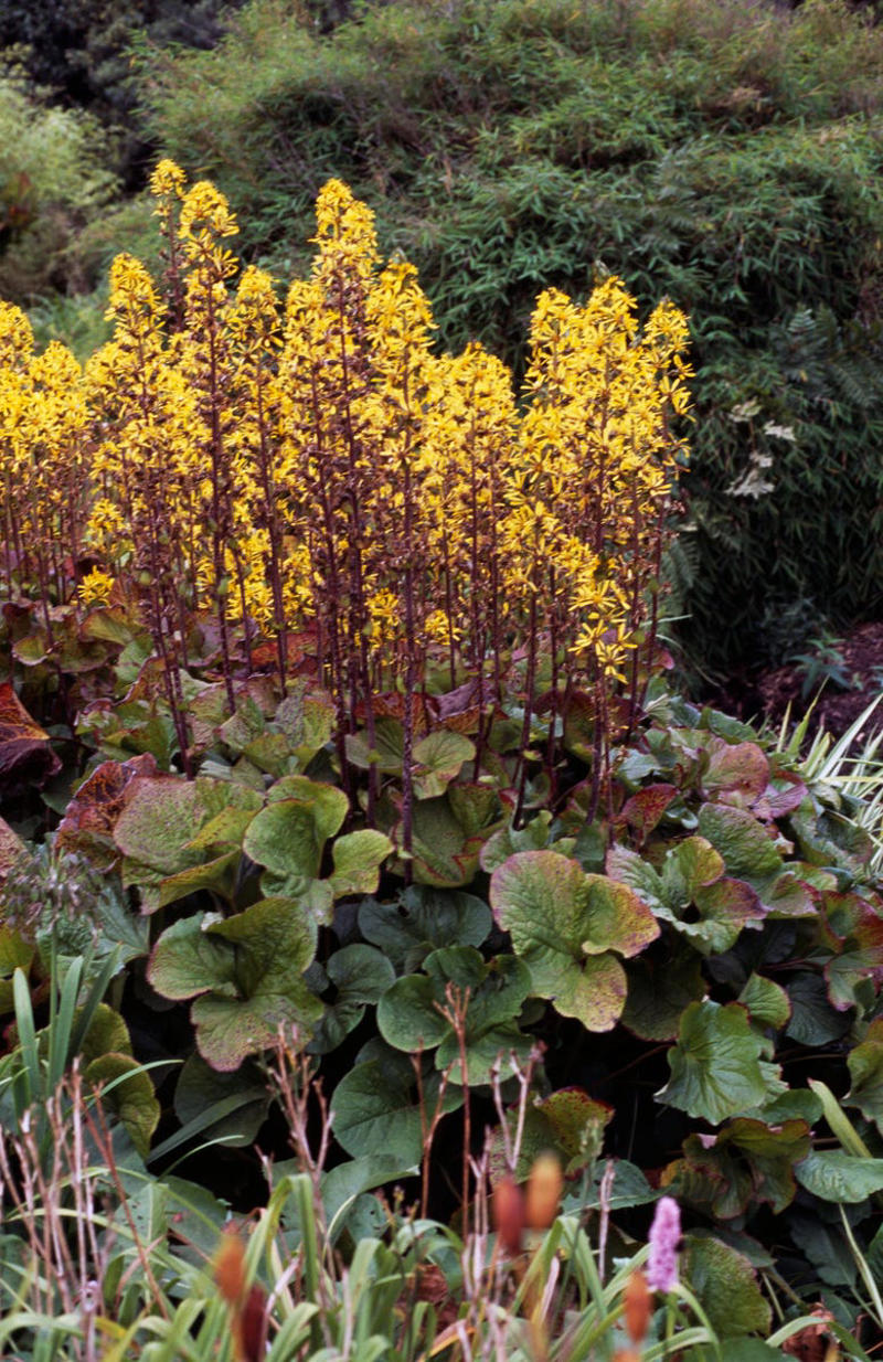 Spiderwort, Ligularia, Heuchera, Hellebore, Foamflower, Siberian Bugloss, Lungwart, Foxglove, Trillium, Caladium, Solomon’s Seal