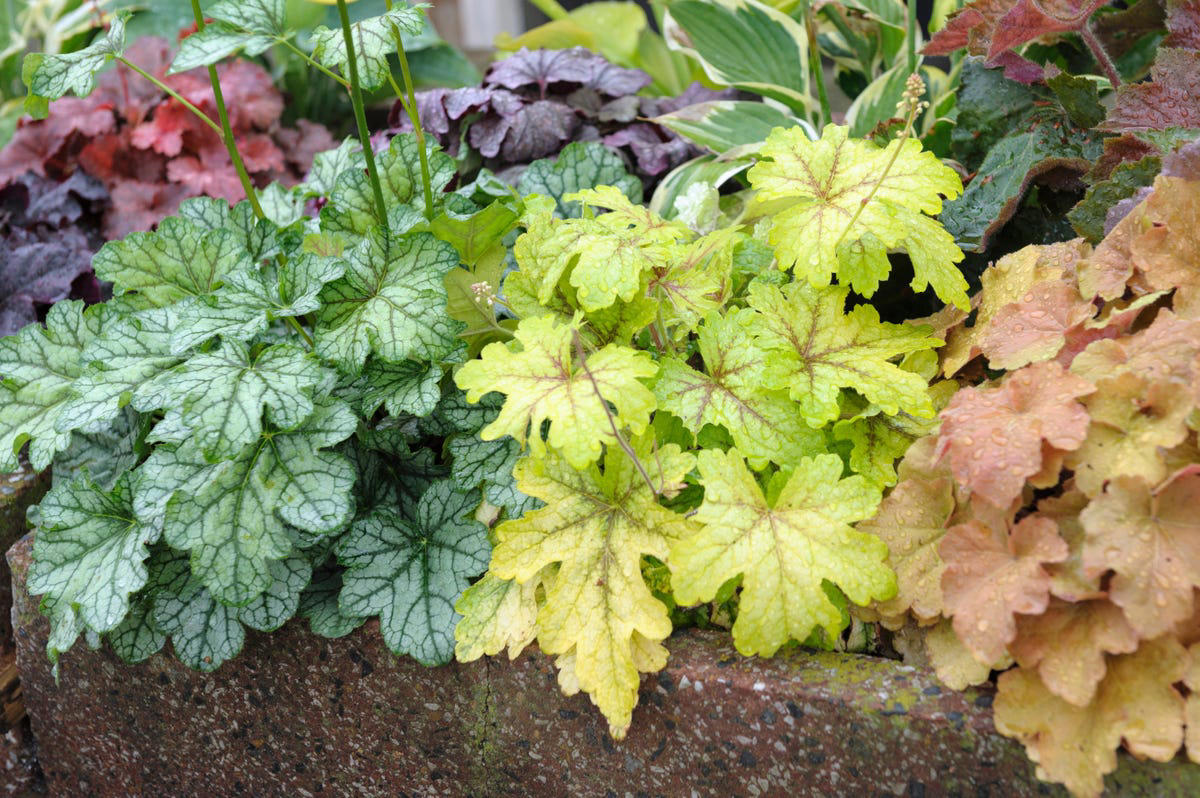 Spiderwort, Ligularia, Heuchera, Hellebore, Foamflower, Siberian Bugloss, Lungwart, Foxglove, Trillium, Caladium, Solomon’s Seal