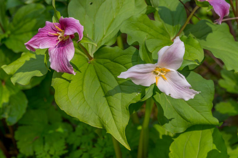 Spiderwort, Ligularia, Heuchera, Hellebore, Foamflower, Siberian Bugloss, Lungwart, Foxglove, Trillium, Caladium, Solomon’s Seal