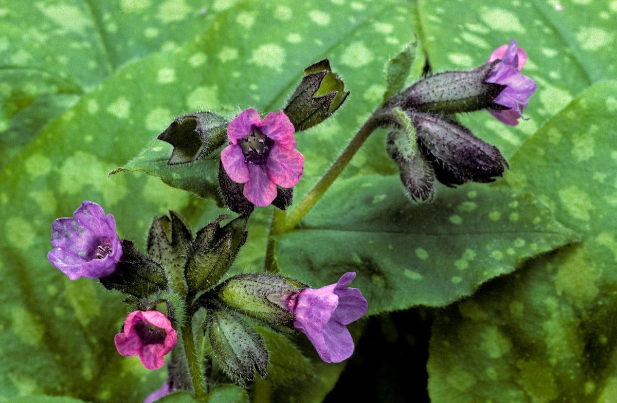 Spiderwort, Ligularia, Heuchera, Hellebore, Foamflower, Siberian Bugloss, Lungwart, Foxglove, Trillium, Caladium, Solomon’s Seal