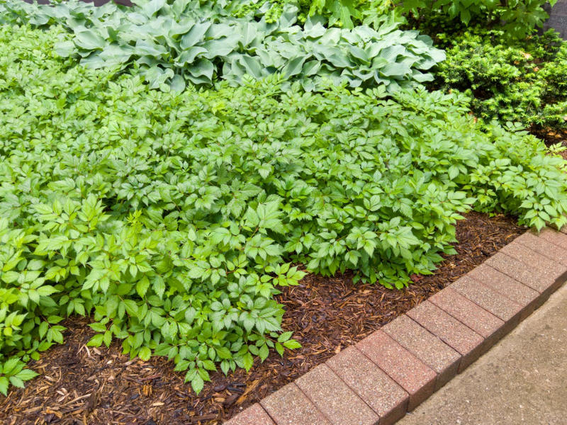 Why Edging Matters, Types of Edging, Free: Hand Edging, Almost Free: Glass Bottle Edging , Practically Free: Natural Log Edging, Inexpensive: Plastic Edging, Inexpensive: Woven Willow Edging, Inexpensive: Cedar Edging, Inexpensive: Landscape Timber Edging, Inexpensive: Bamboo Edging, Inexpensive: Pound-In Plastic Edging, Inexpensive: Metal Edging, Less Expensive: Scalloped Terracotta Edging, Less Expensive: Brick Edging, Less Expensive: Eucalyptus Wood Border Edging, Less Expensive: Grass and Shrub Edging, Less Expensive: Mixed Plant Edging,  Less Expensive: Gravel Edging, Less Expensive: Recycled Rubber Edging, Less Expensive: Stone and Gravel Edging, Less Expensive: Stone Pillar Edging , Moderately Expensive: Tidy Living Hedge Edging, Moderately Expensive: Weathering Steel Edging, Moderately Expensive: Paver Stone Edging, Moderately Expensive: Flagstone Edging, Expensive: Concrete Wall Edging, Expensive: Brick Wall Edging, Expensive: Decorative Fence Edging, Expensive: Raised-Garden Bed Edging, Expensive: Poured Concrete Edging, Various Prices: Natural Rock Edging, Various Prices: Antique Ironwork Border