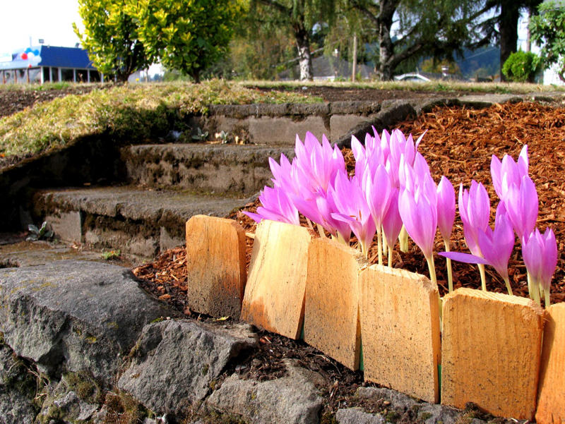 Why Edging Matters, Types of Edging, Free: Hand Edging, Almost Free: Glass Bottle Edging , Practically Free: Natural Log Edging, Inexpensive: Plastic Edging, Inexpensive: Woven Willow Edging, Inexpensive: Cedar Edging, Inexpensive: Landscape Timber Edging, Inexpensive: Bamboo Edging, Inexpensive: Pound-In Plastic Edging, Inexpensive: Metal Edging, Less Expensive: Scalloped Terracotta Edging, Less Expensive: Brick Edging, Less Expensive: Eucalyptus Wood Border Edging, Less Expensive: Grass and Shrub Edging, Less Expensive: Mixed Plant Edging,  Less Expensive: Gravel Edging, Less Expensive: Recycled Rubber Edging, Less Expensive: Stone and Gravel Edging, Less Expensive: Stone Pillar Edging , Moderately Expensive: Tidy Living Hedge Edging, Moderately Expensive: Weathering Steel Edging, Moderately Expensive: Paver Stone Edging, Moderately Expensive: Flagstone Edging, Expensive: Concrete Wall Edging, Expensive: Brick Wall Edging, Expensive: Decorative Fence Edging, Expensive: Raised-Garden Bed Edging, Expensive: Poured Concrete Edging, Various Prices: Natural Rock Edging, Various Prices: Antique Ironwork Border