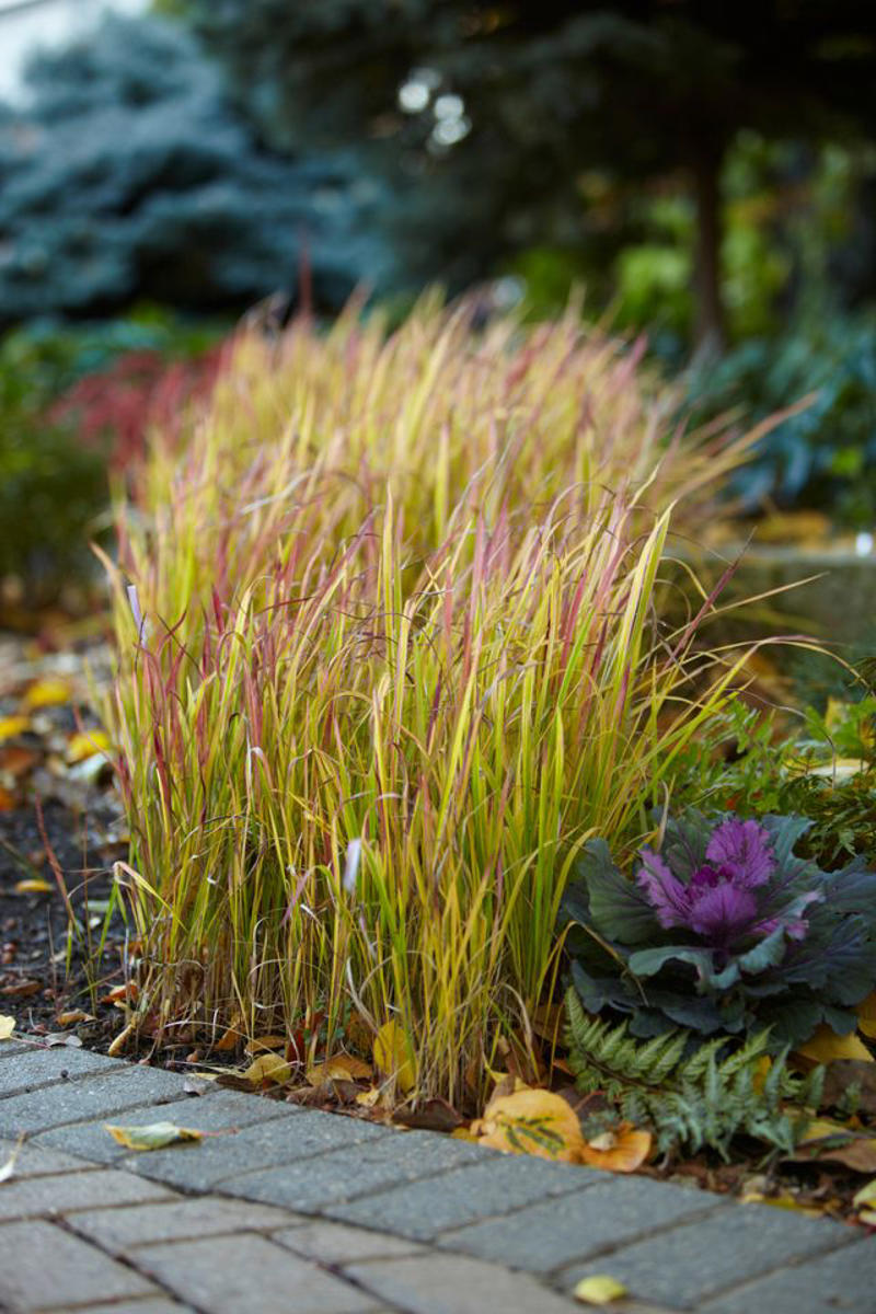 Beach Vitex, Bishop’s Weed, Chameleon Plant, Creeping Jenny, English Ivy, Ice Plant, Japanese Bloodgrass, Ribbon Grass, Wintercreeper, Yellow Archangel, Japanese pachysandra, Non-Invasive Groundcover Plant Alternatives