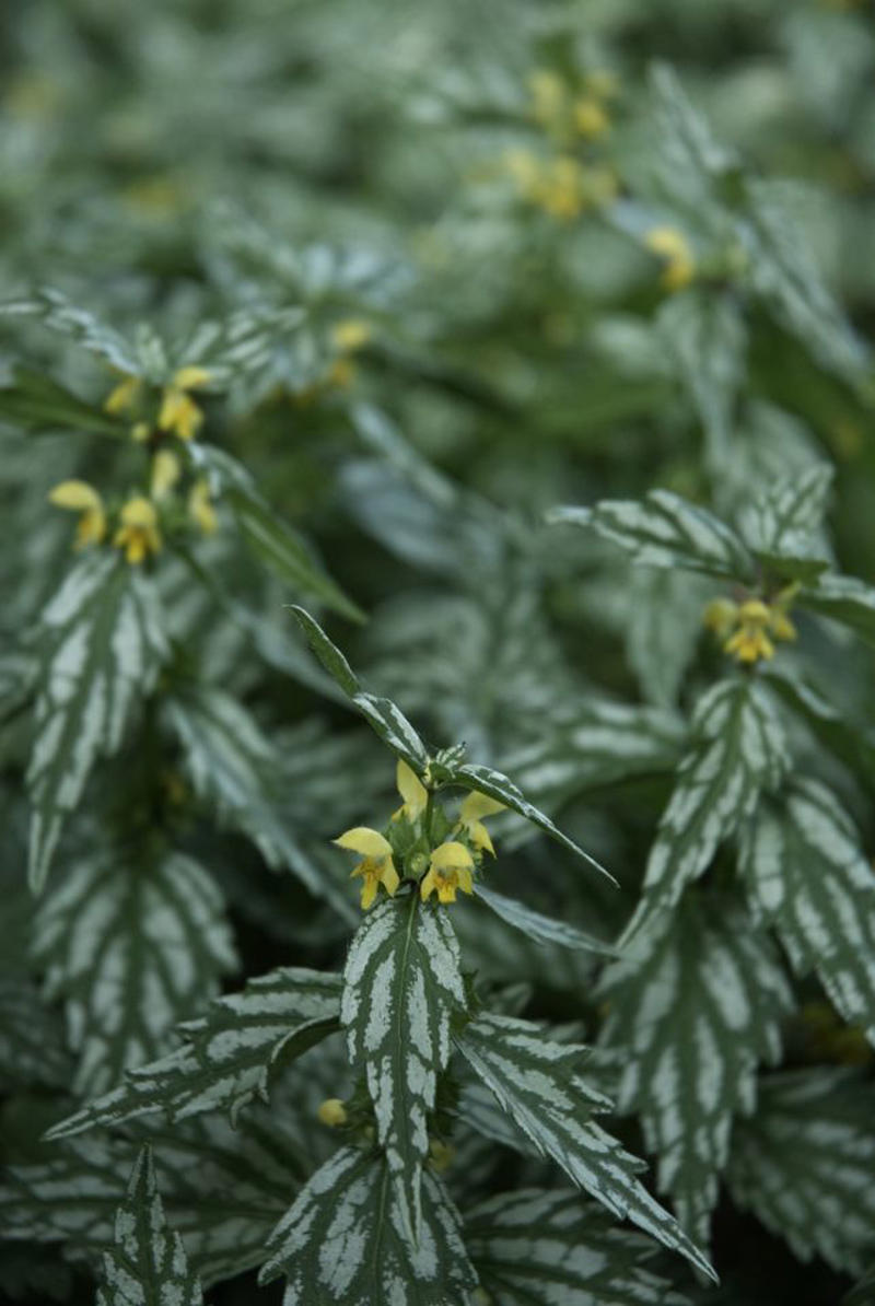 Beach Vitex, Bishop’s Weed, Chameleon Plant, Creeping Jenny, English Ivy, Ice Plant, Japanese Bloodgrass, Ribbon Grass, Wintercreeper, Yellow Archangel, Japanese pachysandra, Non-Invasive Groundcover Plant Alternatives