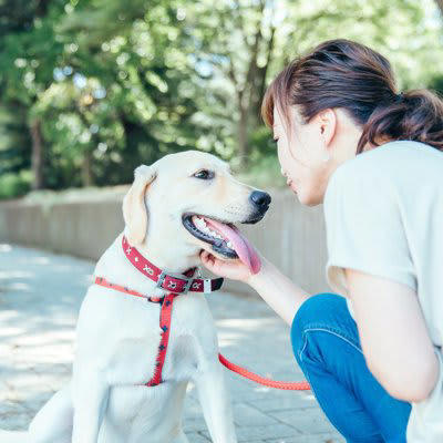 犬を落ち着かせる声のかけ方, 1.低めの声で声かけをすること, 2.ゆっくりと話すように声かけをすること, 3.気持ちを落ち着かせてから声かけをすること, 4.やわらかい声で指示を出すこと, 5.ゆったりとした動作で声かけをすること, 愛犬が興奮してしまう要因, しつけのポイント