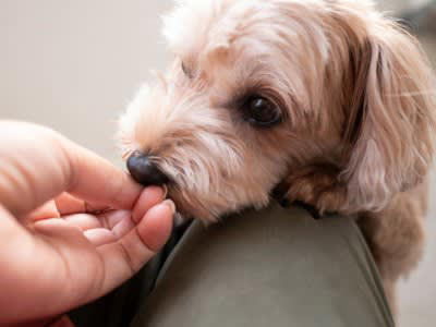 犬が頼りないと感じる『飼い主のタブー行為』５選, 1.リアクションが大きく落ち着きがない, 2.情緒が不安定で機嫌がコロコロ変わる, 3.犬の失敗に過剰反応する, 4.犬の要求に全て応えようとする, 5.犬の前でネガティブな感情を見せる, 愛犬からの信頼を得るためにすべきこと