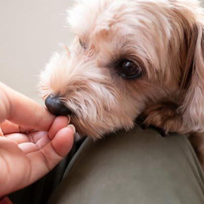 犬が頼りないと感じる『飼い主のタブー行為』５選, 1.リアクションが大きく落ち着きがない, 2.情緒が不安定で機嫌がコロコロ変わる, 3.犬の失敗に過剰反応する, 4.犬の要求に全て応えようとする, 5.犬の前でネガティブな感情を見せる, 愛犬からの信頼を得るためにすべきこと