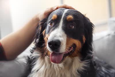犬が頼りないと感じる『飼い主のタブー行為』５選, 1.リアクションが大きく落ち着きがない, 2.情緒が不安定で機嫌がコロコロ変わる, 3.犬の失敗に過剰反応する, 4.犬の要求に全て応えようとする, 5.犬の前でネガティブな感情を見せる, 愛犬からの信頼を得るためにすべきこと