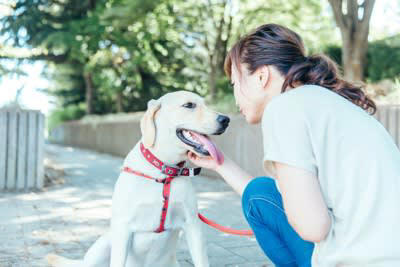犬を落ち着かせる声のかけ方, 1.低めの声で声かけをすること, 2.ゆっくりと話すように声かけをすること, 3.気持ちを落ち着かせてから声かけをすること, 4.やわらかい声で指示を出すこと, 5.ゆったりとした動作で声かけをすること, 愛犬が興奮してしまう要因, しつけのポイント
