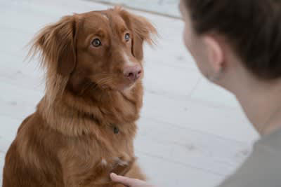 犬を落ち着かせる声のかけ方, 1.低めの声で声かけをすること, 2.ゆっくりと話すように声かけをすること, 3.気持ちを落ち着かせてから声かけをすること, 4.やわらかい声で指示を出すこと, 5.ゆったりとした動作で声かけをすること, 愛犬が興奮してしまう要因, しつけのポイント