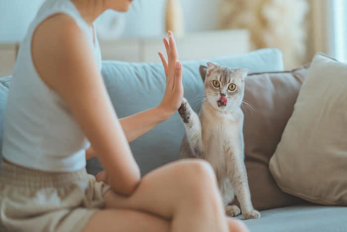 1.しつこく鳴き続ける, 2.鳴き声が大きく強くなる, 3.トイレ以外で排泄する, 4.粗相が急に増える, 5.噛む・引っかく行動が増える, 6.急によそよそしくなる, 7.わざと物を落とす, 8.食べむらが出る