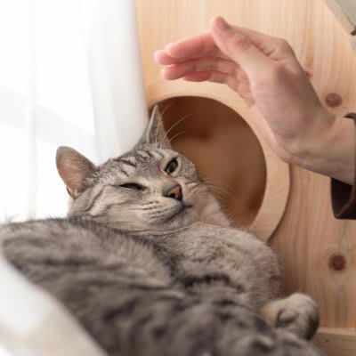 猫に不快感を与える『ダメな撫で方』, 1.いきなり頭や体を強く触る, 2.同じ場所を長時間撫で続ける, 3.苦手な部位を無理に触る, 猫が喜ぶ正しい撫で方と心がけ