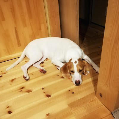 犬が『しんどい』と感じているときにする行動５選, 1.ぐったりと横になり動かない, 2.激しい運動をしていないのに呼吸が荒い, 3.食欲がなくなる、水を飲もうとしない, 4.歩き方が安定していない, 5.いつもより不安そうに甘えてくる, 犬が「しんどい」と感じる主な理由とは, 今すぐ病院へ連れていくべき症状