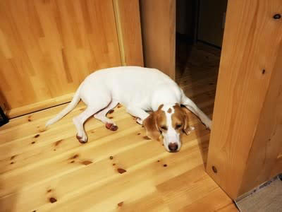 犬が『しんどい』と感じているときにする行動５選, 1.ぐったりと横になり動かない, 2.激しい運動をしていないのに呼吸が荒い, 3.食欲がなくなる、水を飲もうとしない, 4.歩き方が安定していない, 5.いつもより不安そうに甘えてくる, 犬が「しんどい」と感じる主な理由とは, 今すぐ病院へ連れていくべき症状