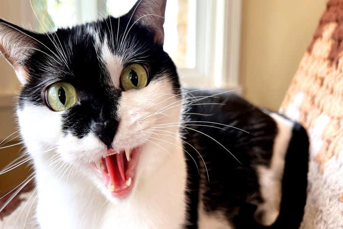 気性の荒い猫にみられる3つの特徴と原因, 1.興奮しやすい, 2.警戒心が強い, 3.ストレスを感じやすい, 猫が攻撃的になったときの対処法