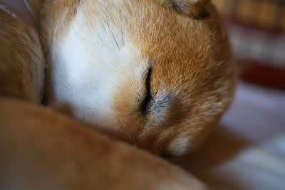 犬が『しんどい』と感じているときにする行動５選, 1.ぐったりと横になり動かない, 2.激しい運動をしていないのに呼吸が荒い, 3.食欲がなくなる、水を飲もうとしない, 4.歩き方が安定していない, 5.いつもより不安そうに甘えてくる, 犬が「しんどい」と感じる主な理由とは, 今すぐ病院へ連れていくべき症状