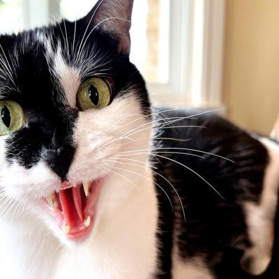 気性の荒い猫にみられる3つの特徴と原因, 1.興奮しやすい, 2.警戒心が強い, 3.ストレスを感じやすい, 猫が攻撃的になったときの対処法