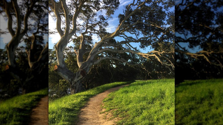 The Santa Cruz Museum of Art & History, Seymour Marine Discovery Center, Arana Gulch, Natural Bridges State Beach, Neary Lagoon Park, Methodology