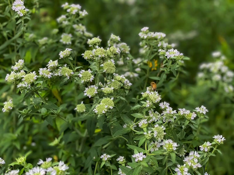 Threadleaf Coreopsis, Summer Phlox, Variegated Solomon’s Seal, Speedwell, False Indigo, Columbine, Mountain Mint, Hellebore, Asiatic Lily, Coneflowers, Arkansas Amsonia