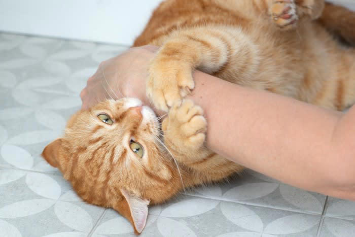 気性の荒い猫にみられる3つの特徴と原因, 1.興奮しやすい, 2.警戒心が強い, 3.ストレスを感じやすい, 猫が攻撃的になったときの対処法