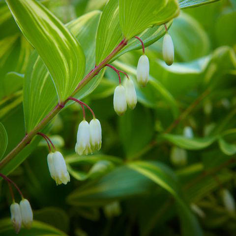 Tara® Oakleaf Hydrangea, 'Soft Caress' Mahonia, 'Buttered Rum' Heucherella, 'Florida Sunshine' Illicium, Japanese Sedge, Variegated Solomon’s Seal, Japanese Plum Yew, Woodland Phlox, Hellebore, Barrenwort, Cast Iron Plant, Virginia Sweetspire, Toad Lily