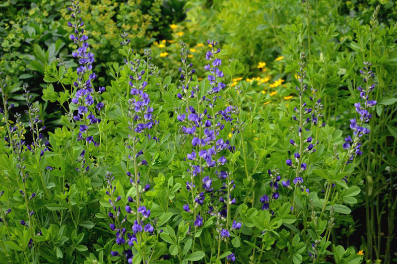 Threadleaf Coreopsis, Summer Phlox, Variegated Solomon’s Seal, Speedwell, False Indigo, Columbine, Mountain Mint, Hellebore, Asiatic Lily, Coneflowers, Arkansas Amsonia