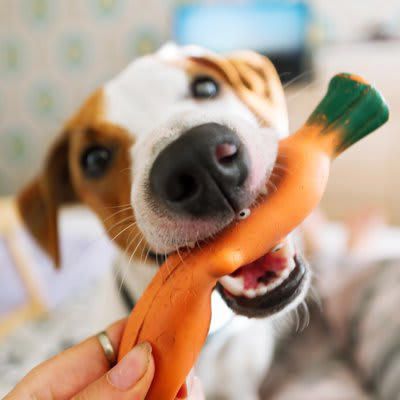 犬が飼い主をからかっているときの5つの行動, 1.おもちゃを見せびらかして逃げる, 2.呼んでもこちらを見つめるだけで動かない, 3.叱られそうになるとおどけた仕草をする, 4.わざとダメなことをして反応をうかがう, 5.追いかけるとテンションがどんどん上がる, 関係性を悪化させないための対応ポイント, 感情的に反応しない, 望ましい行動にだけ反応する, 日常の“遊びと運動”をしっかり確保する, 一貫性のあるルールと接し方を意識する