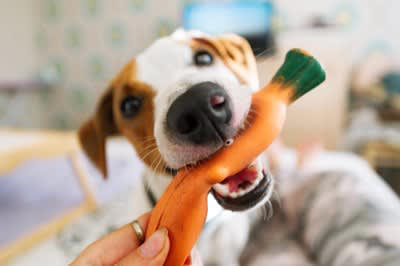 犬が飼い主をからかっているときの5つの行動, 1.おもちゃを見せびらかして逃げる, 2.呼んでもこちらを見つめるだけで動かない, 3.叱られそうになるとおどけた仕草をする, 4.わざとダメなことをして反応をうかがう, 5.追いかけるとテンションがどんどん上がる, 関係性を悪化させないための対応ポイント, 感情的に反応しない, 望ましい行動にだけ反応する, 日常の“遊びと運動”をしっかり確保する, 一貫性のあるルールと接し方を意識する