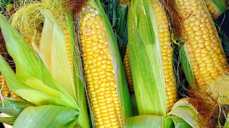 Fennel doesn't like anybody, Corn is competitive and tall, Nutrient robbing brassicas, Potatos are susceptible to the same diseases, Dill has allelopathic properties, Peas fix too much nitrogen, Rosemary's soil needs contrast with that of tomatoes, Eggplant is a competitive relative, The roots of black walnut can kill tomato plants, Tall okra will shade your tomato plants