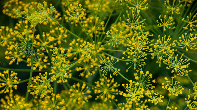 Fennel doesn't like anybody, Corn is competitive and tall, Nutrient robbing brassicas, Potatos are susceptible to the same diseases, Dill has allelopathic properties, Peas fix too much nitrogen, Rosemary's soil needs contrast with that of tomatoes, Eggplant is a competitive relative, The roots of black walnut can kill tomato plants, Tall okra will shade your tomato plants