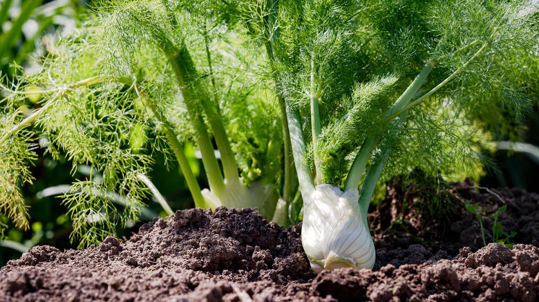 Fennel doesn't like anybody, Corn is competitive and tall, Nutrient robbing brassicas, Potatos are susceptible to the same diseases, Dill has allelopathic properties, Peas fix too much nitrogen, Rosemary's soil needs contrast with that of tomatoes, Eggplant is a competitive relative, The roots of black walnut can kill tomato plants, Tall okra will shade your tomato plants
