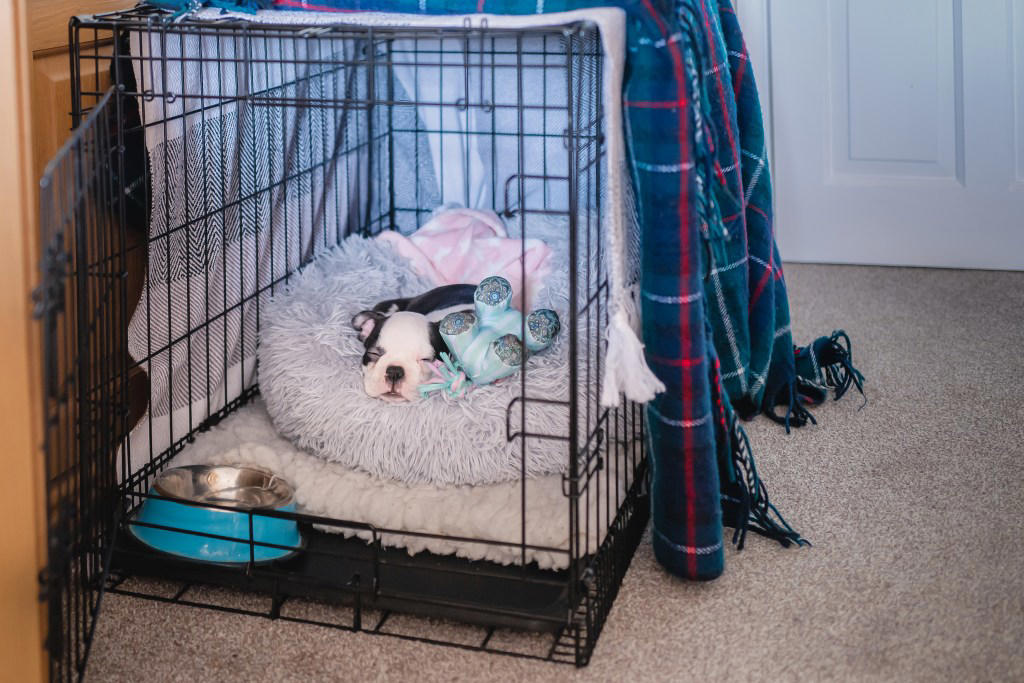 Day One: Let Them Decompress, Feeding and Toilet Breaks, The First Night, Day Two: Gentle Routines and No Pressure, Day Three: Early Signs of Confidence