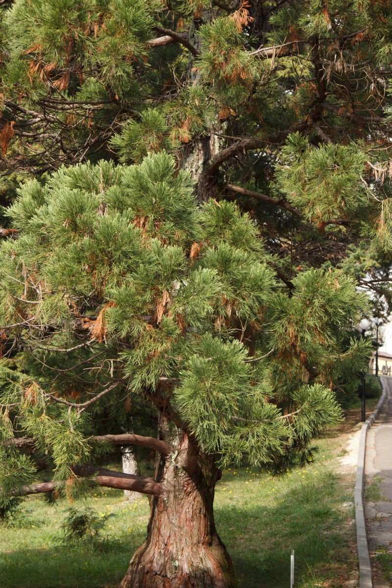 Oaks, Pine Trees, American Holly, Serviceberry, New England Aster