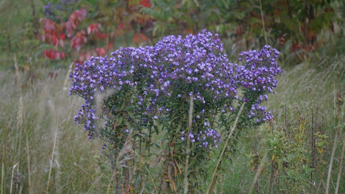 Oaks, Pine Trees, American Holly, Serviceberry, New England Aster