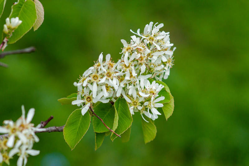 Oaks, Pine Trees, American Holly, Serviceberry, New England Aster
