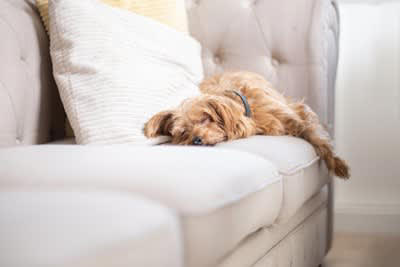 犬が警戒心ゼロな状態とは？態度や仕草について, お尻をくっつけてくる, 横向きで寝転がっている, 誰に触られても脱力している, 犬にリラックスしてもらうコツ, 適度な距離で見守る, 犬が安心できる居場所を確保する, 飼い主さん自身がリラックスする