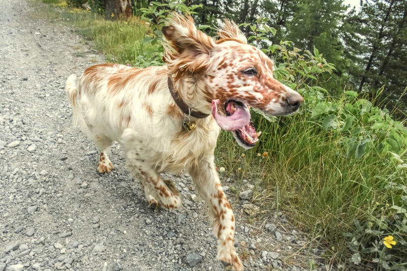 Labrador Retriever, Irish Setter, English Setter, Bernese Mountain Dog, Nova Scotia Duck Tolling Retriever, Leonberger, Standard Poodle, English Springer Spaniel, Flat-Coated Retriever