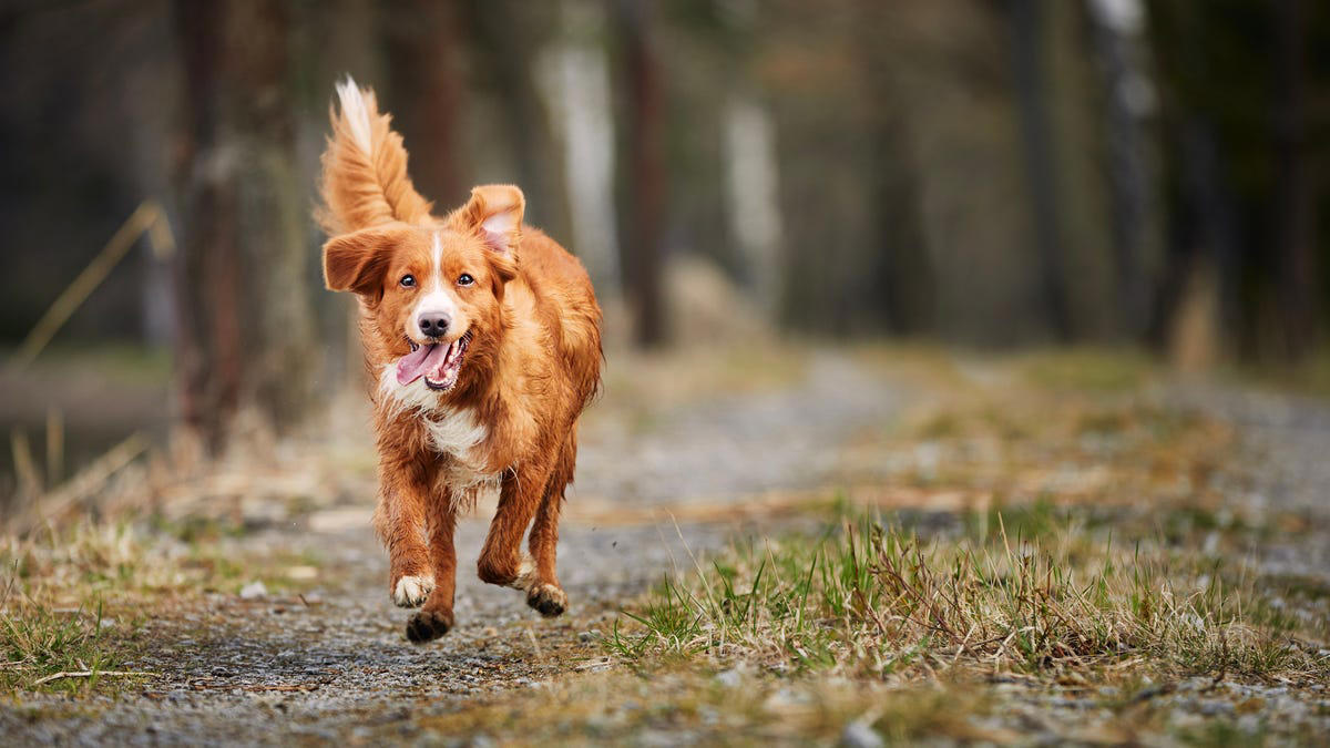 Labrador Retriever, Irish Setter, English Setter, Bernese Mountain Dog, Nova Scotia Duck Tolling Retriever, Leonberger, Standard Poodle, English Springer Spaniel, Flat-Coated Retriever