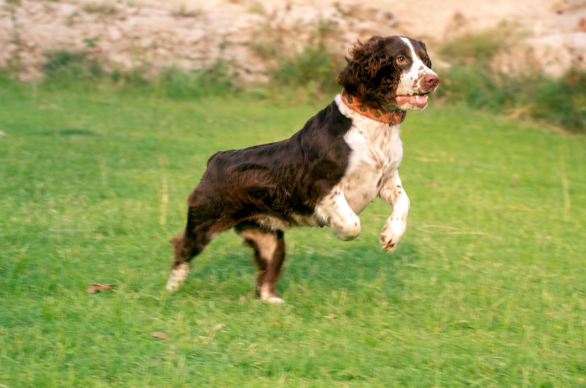 Labrador Retriever, Irish Setter, English Setter, Bernese Mountain Dog, Nova Scotia Duck Tolling Retriever, Leonberger, Standard Poodle, English Springer Spaniel, Flat-Coated Retriever