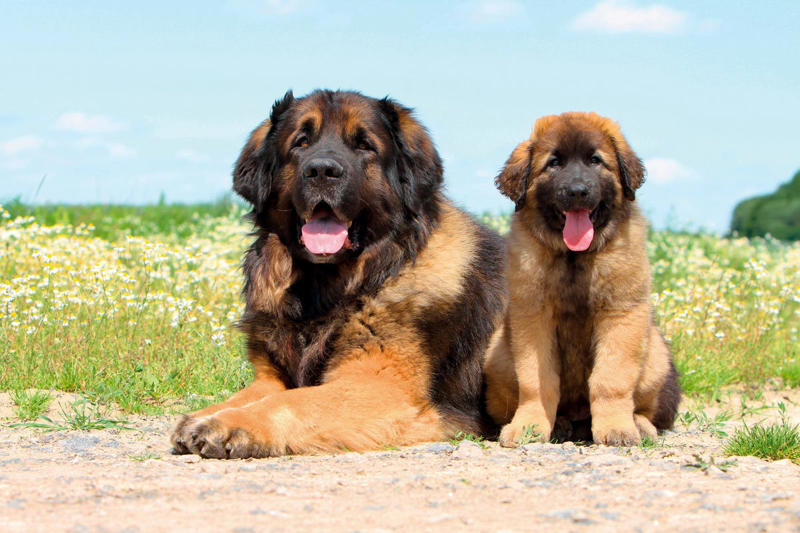 Labrador Retriever, Irish Setter, English Setter, Bernese Mountain Dog, Nova Scotia Duck Tolling Retriever, Leonberger, Standard Poodle, English Springer Spaniel, Flat-Coated Retriever