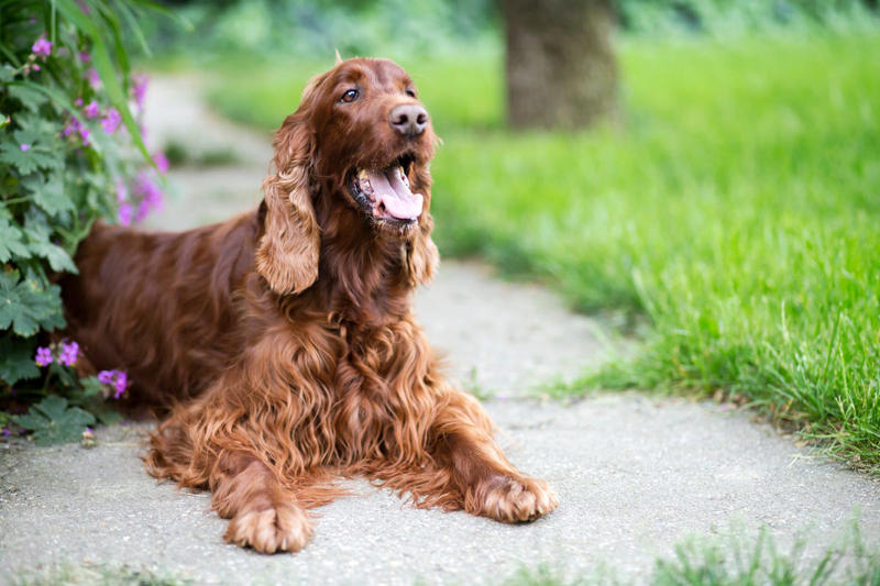 Labrador Retriever, Irish Setter, English Setter, Bernese Mountain Dog, Nova Scotia Duck Tolling Retriever, Leonberger, Standard Poodle, English Springer Spaniel, Flat-Coated Retriever