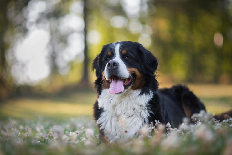 Labrador Retriever, Irish Setter, English Setter, Bernese Mountain Dog, Nova Scotia Duck Tolling Retriever, Leonberger, Standard Poodle, English Springer Spaniel, Flat-Coated Retriever