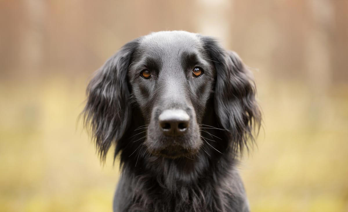 Labrador Retriever, Irish Setter, English Setter, Bernese Mountain Dog, Nova Scotia Duck Tolling Retriever, Leonberger, Standard Poodle, English Springer Spaniel, Flat-Coated Retriever